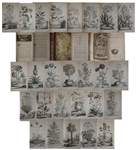 Gorgeous & Important Botanical Book From 1727, Phytographia curiosa by Abraham Munting -- With 245 Engraved Folio Plates